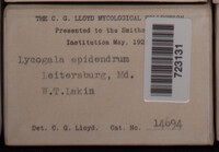 Lycogala epidendrum image